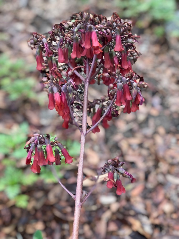 kalanchoe