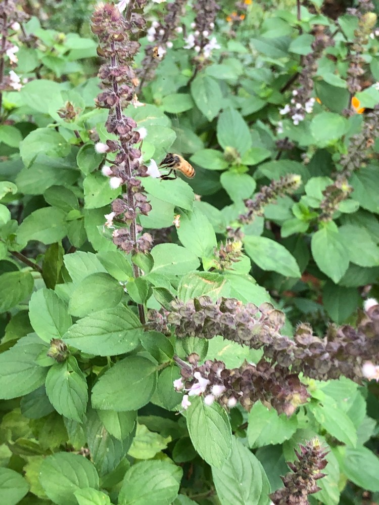 African blue basil with bee