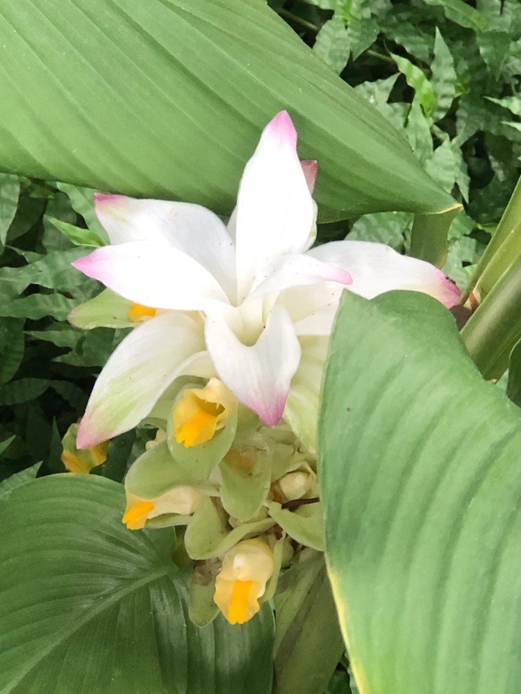 turmeric flower