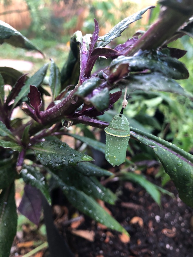 another monarch chrysalis