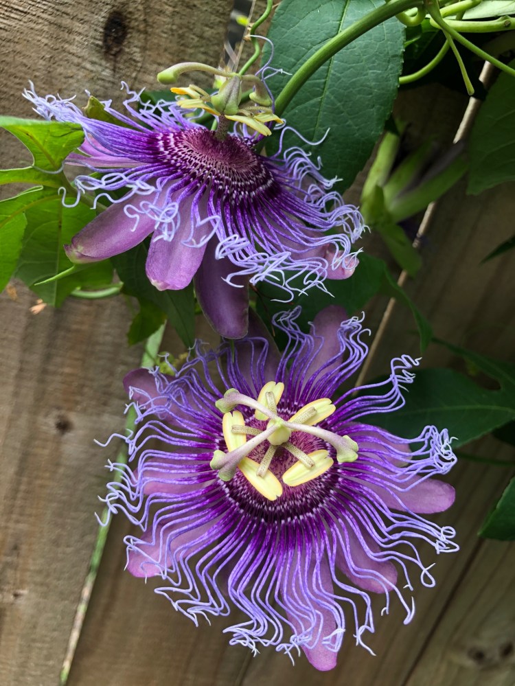 passion vine for butterflies