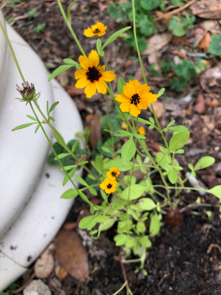 coreopsis