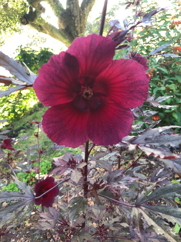 cranberry hibiscus