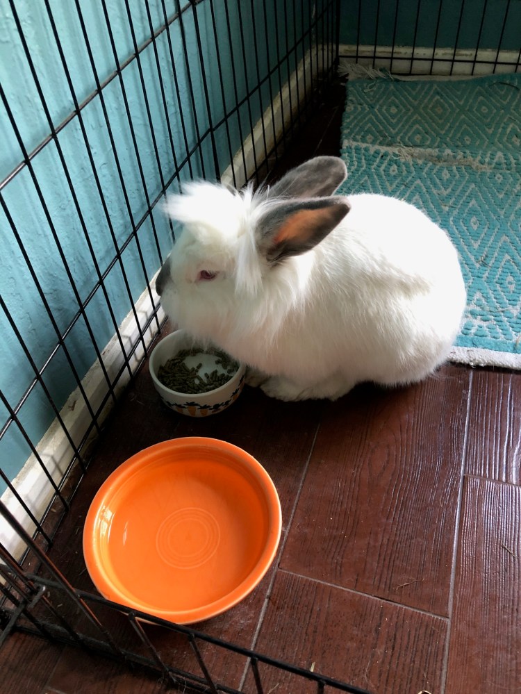 foster and adopt rabbit, Swayze