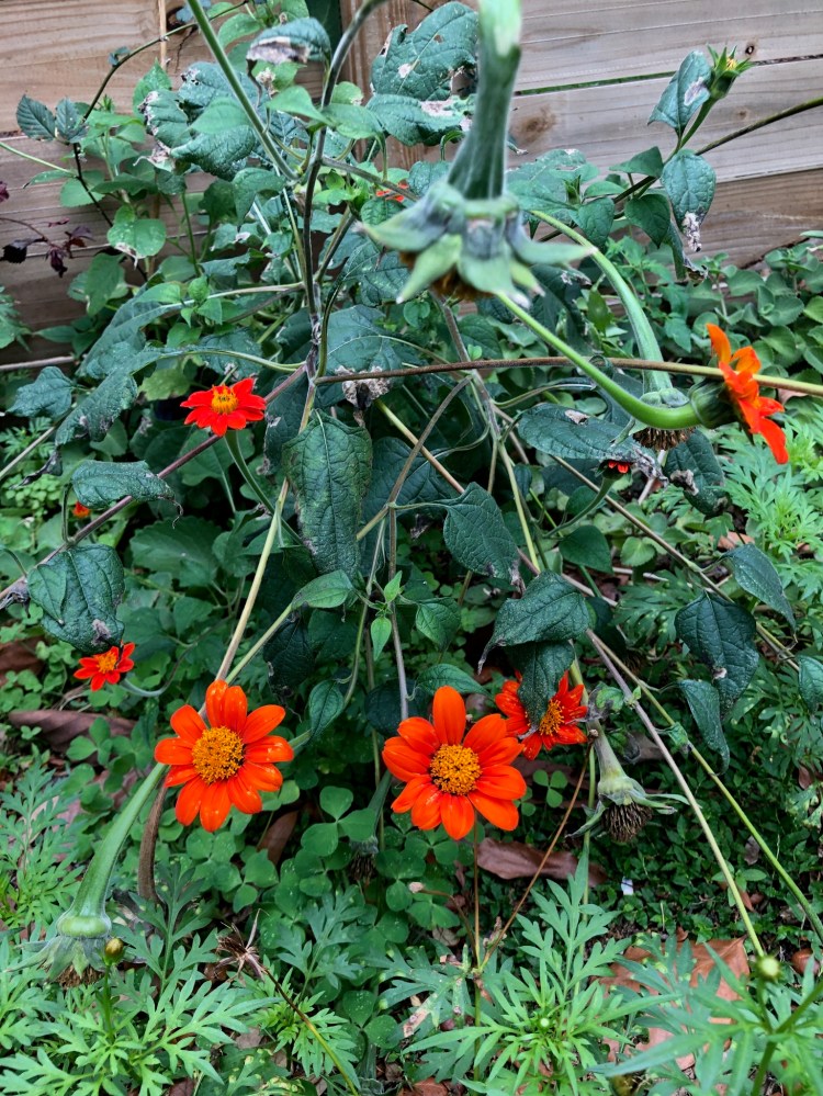Mexican sunflowers