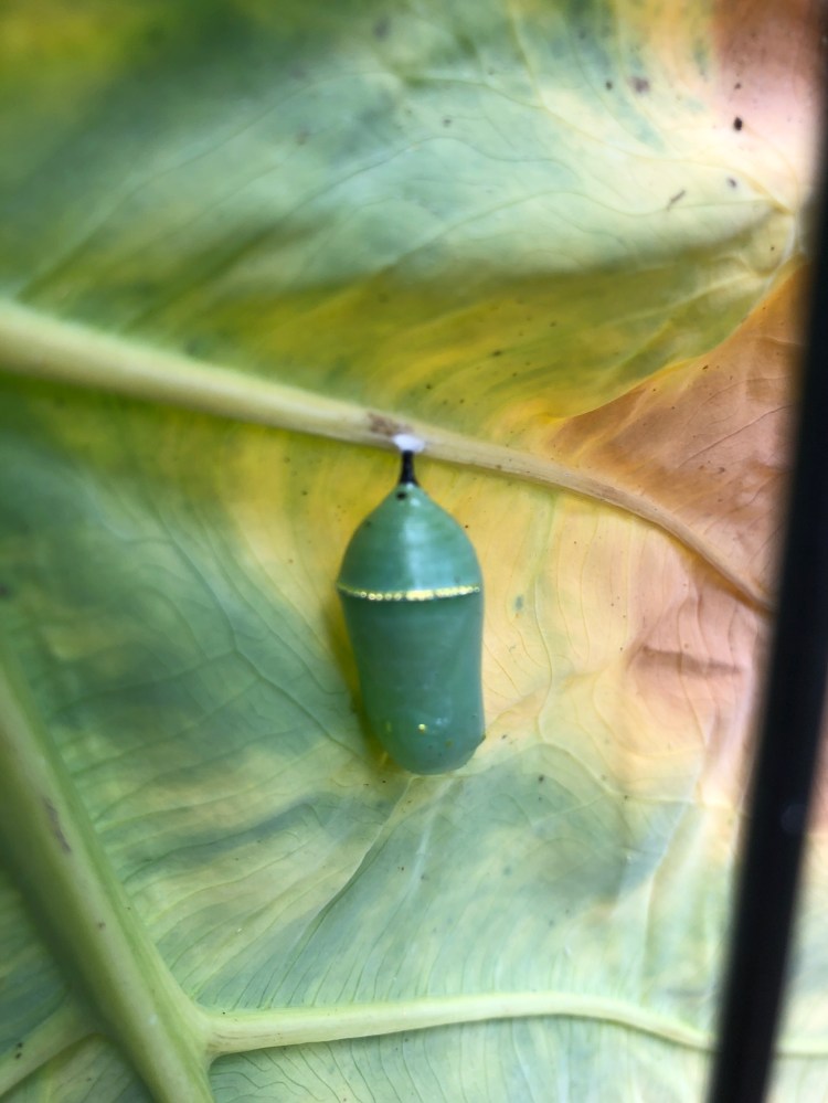 monarch chrysalis