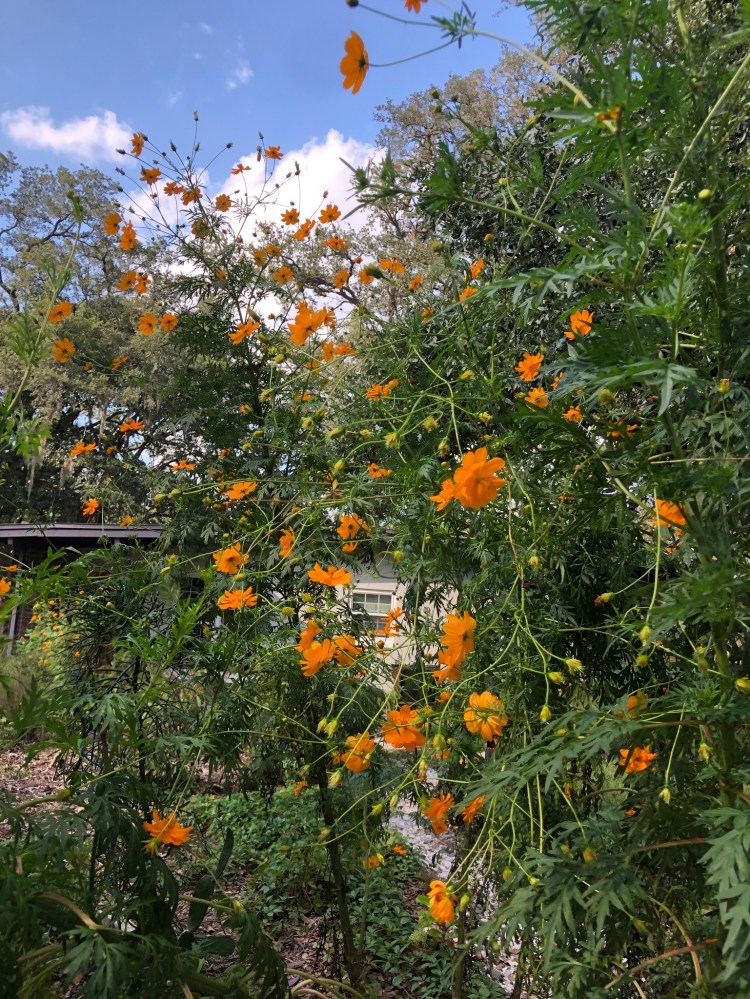 cosmos take over front yard from summer rain 2020
