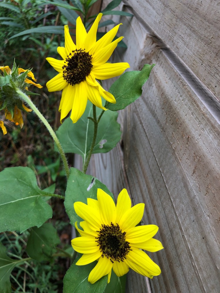 Italian sunflowers
