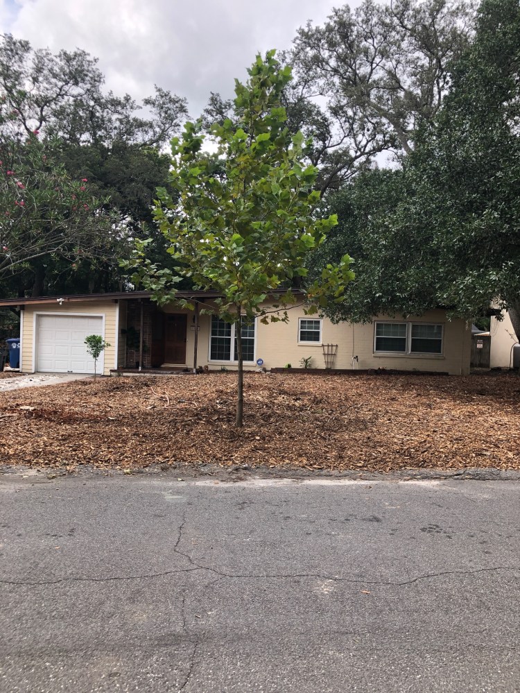 front yard, fall 2019