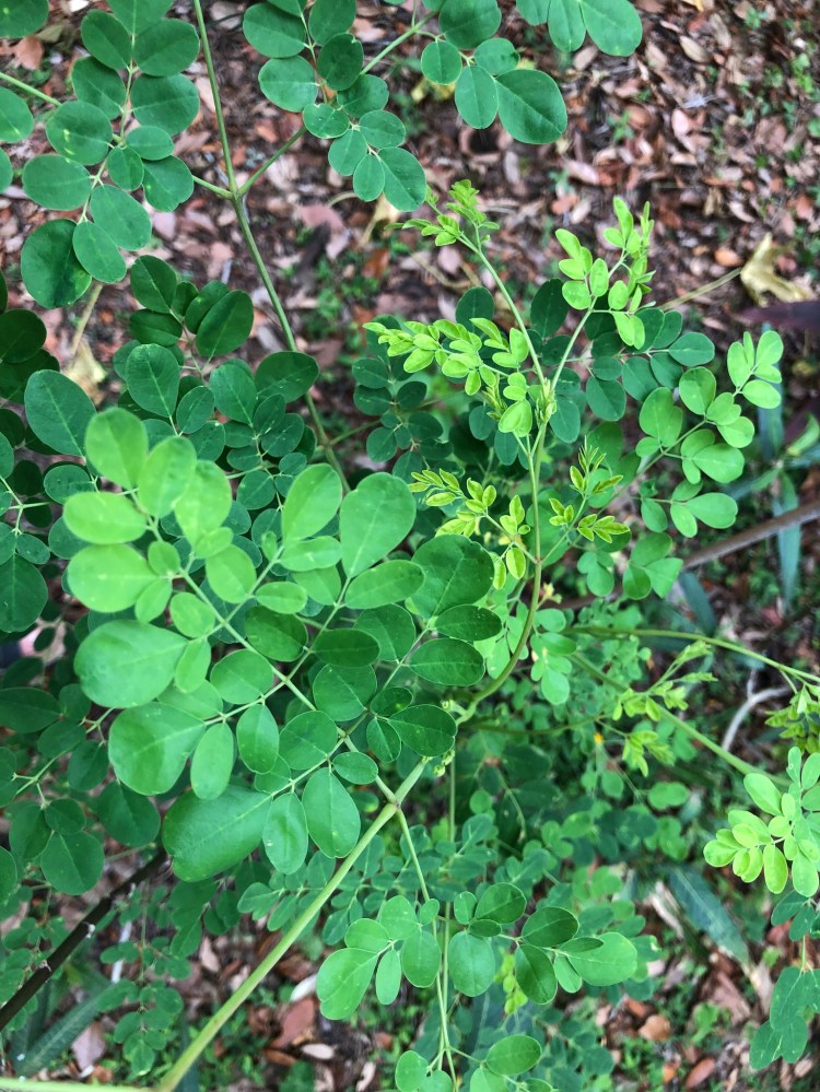 moringa