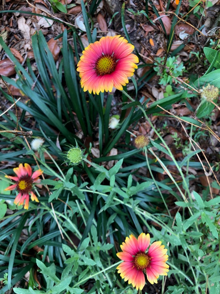 Gaillardia