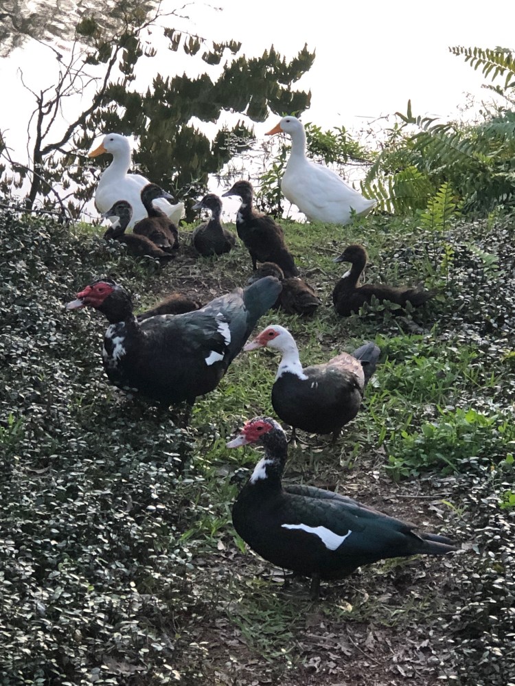 local ducks