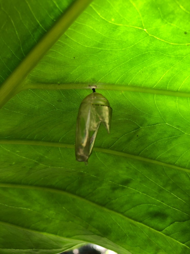 monarch chrysalis after hatching