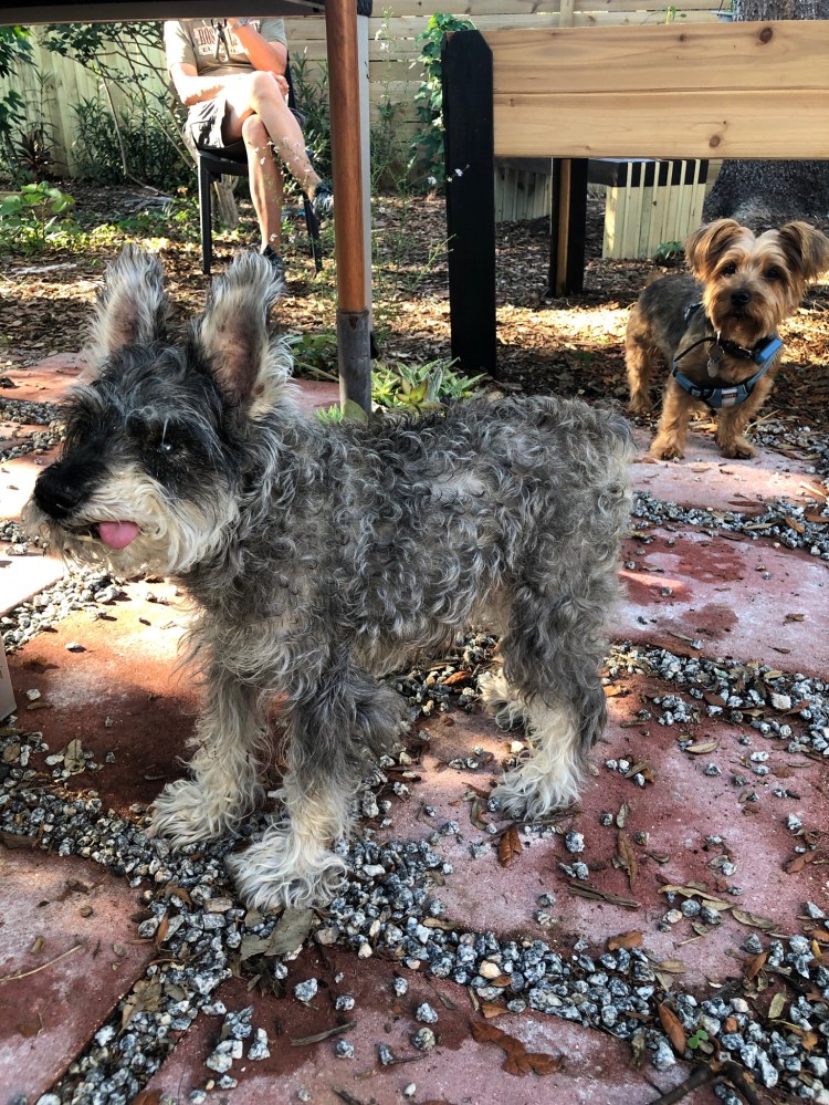 visitors to yard socially distancing