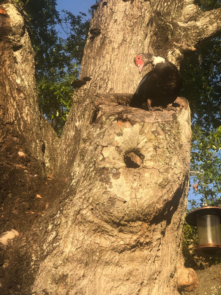 duck lays eggs in hollowed tree branch